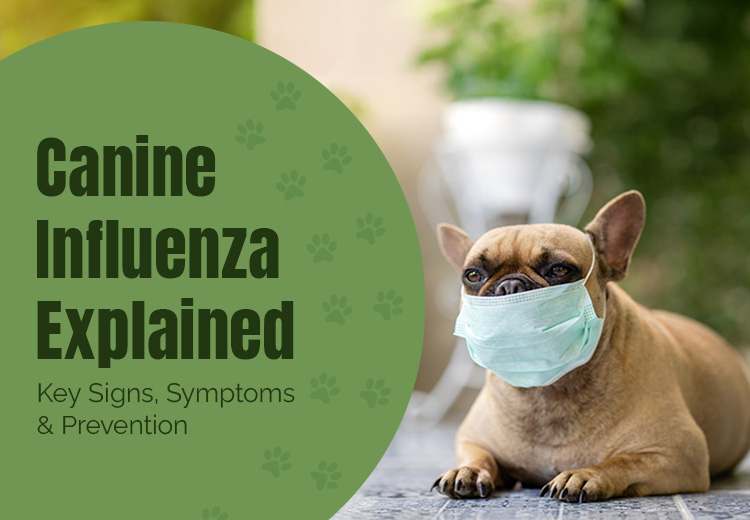OPW-blog-Canine-Influenza-Explained-feb24_03222026_231135.jpg