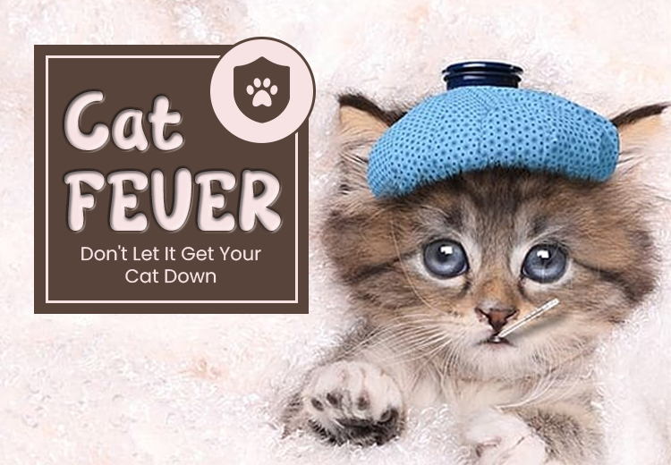 Dogs and Pregnancy Risks and Safety Tips