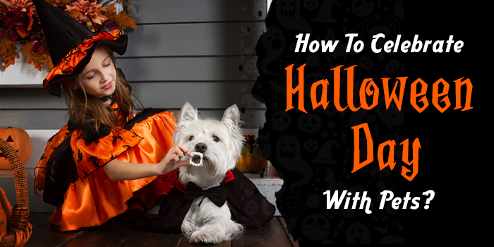How To Celebrate A Safe Halloween With Your Pets?