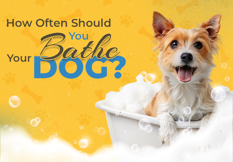 Don't Let Your Senior Dog Suffer From Heart Disease