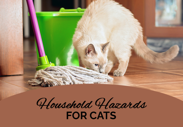 Cat Household Risks: A List of Household Dangers to Protect Your Furry Cat