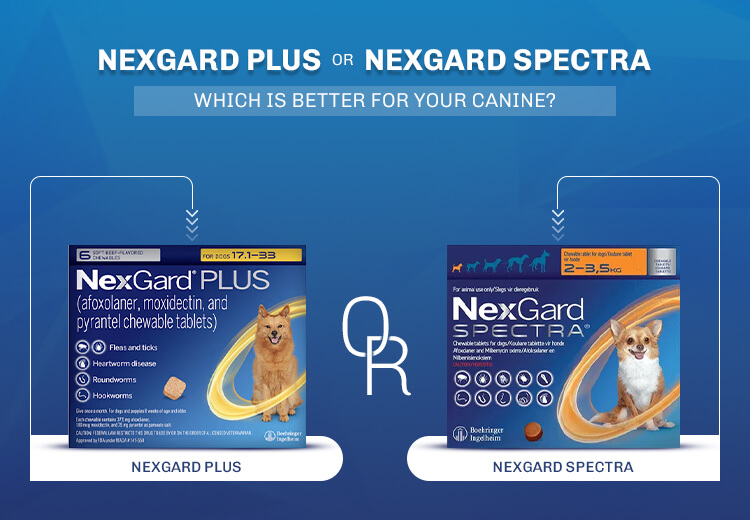 Nexgard Plus or Nexgard Spectra – Which is Better for Your Canine?