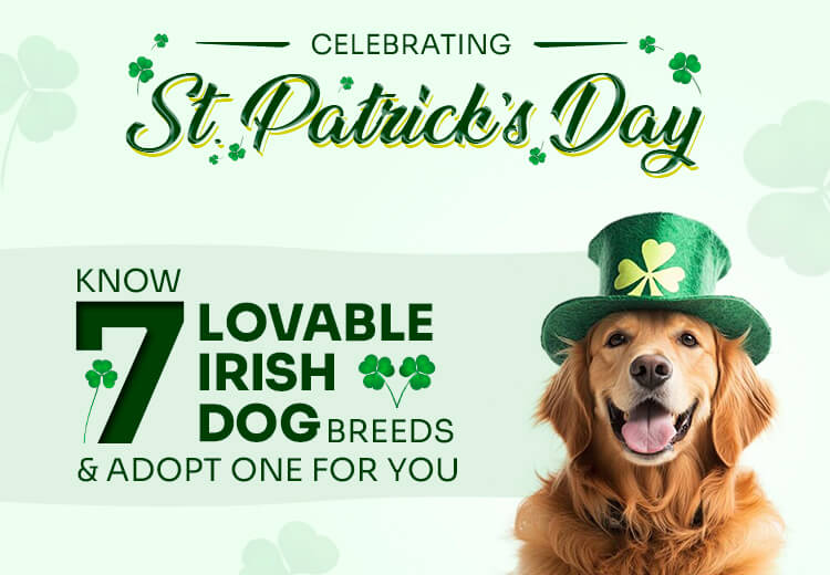 Celebrating St. Patrick’s Day: Know 7 Lovable Irish Dog Breeds & Adopt One for You