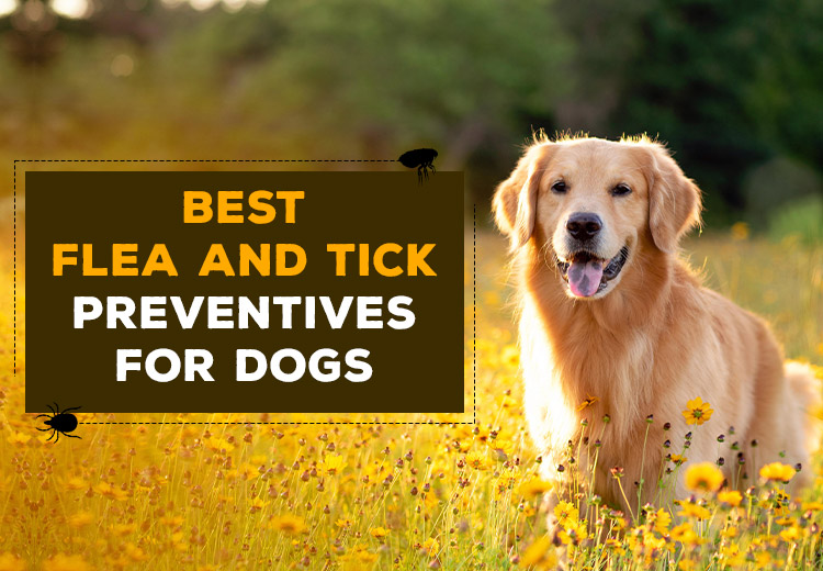 Best Flea and Tick Preventives For Dogs