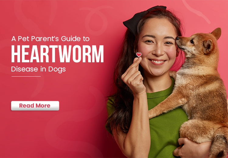 A Pet Parent’s Guide to Heartworm Disease in Dogs