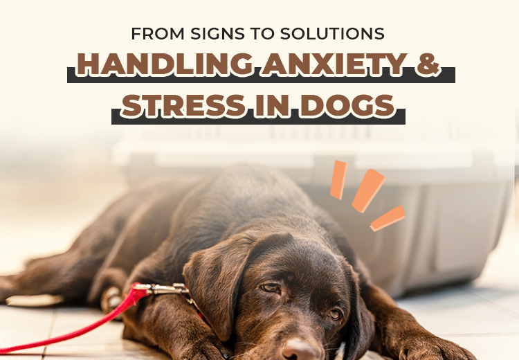 From Signs to Solutions - Handling Anxiety & Stress in Dogs