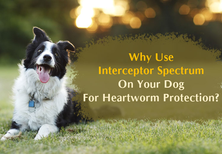 Why Use Interceptor Spectrum On Your Dog For Heartworm Protection?