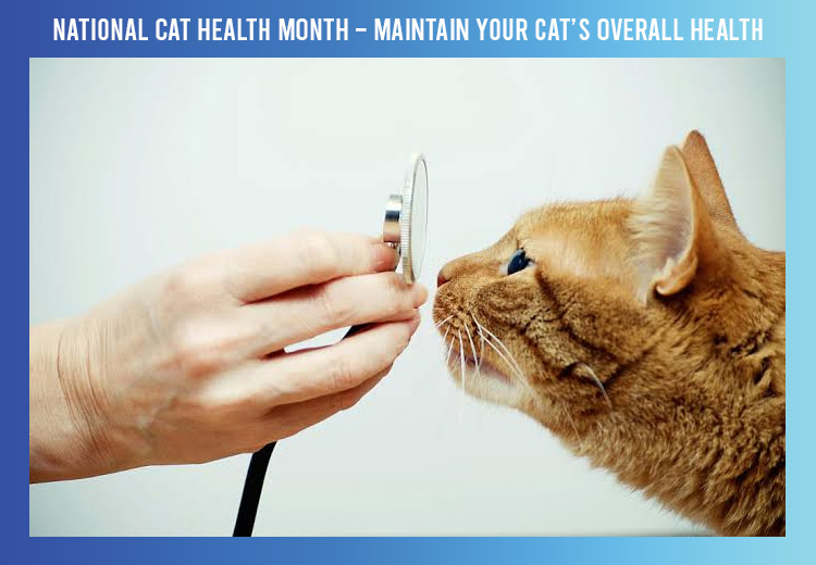 National Cat Health Month