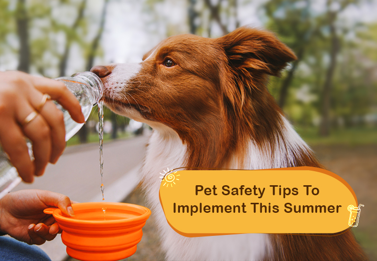 Pet Safety Tips To Implement This Summer