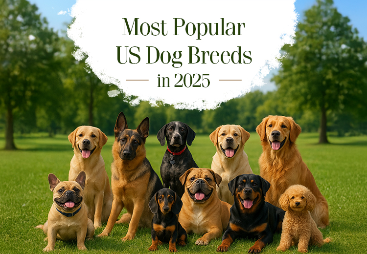 Dogs and Pregnancy Risks and Safety Tips