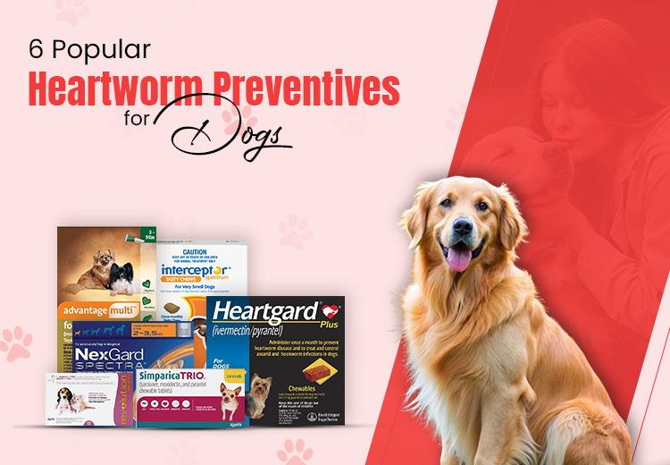 Houseplants And Pets - A Good Combination Or Not ?