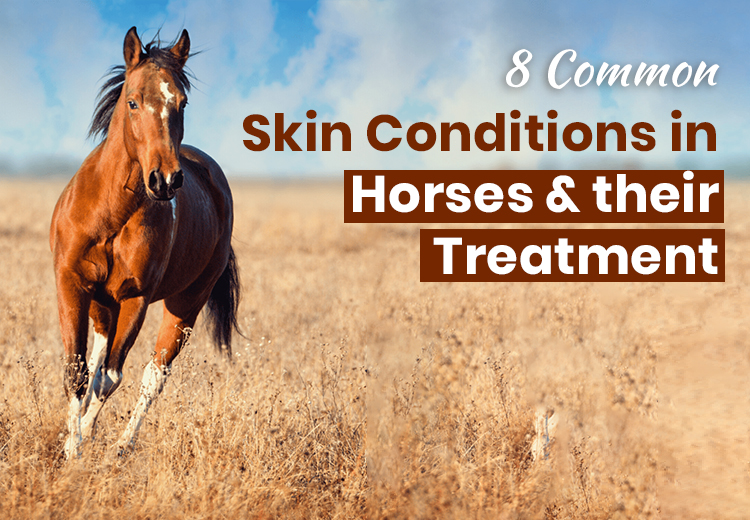 8 Common Skin Conditions in Horses & their Treatment