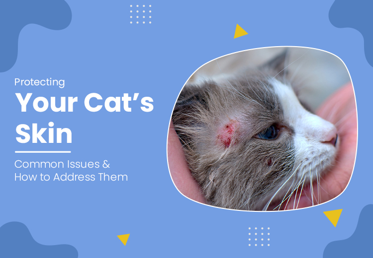 The 7 Most Common Dog Dental Problems