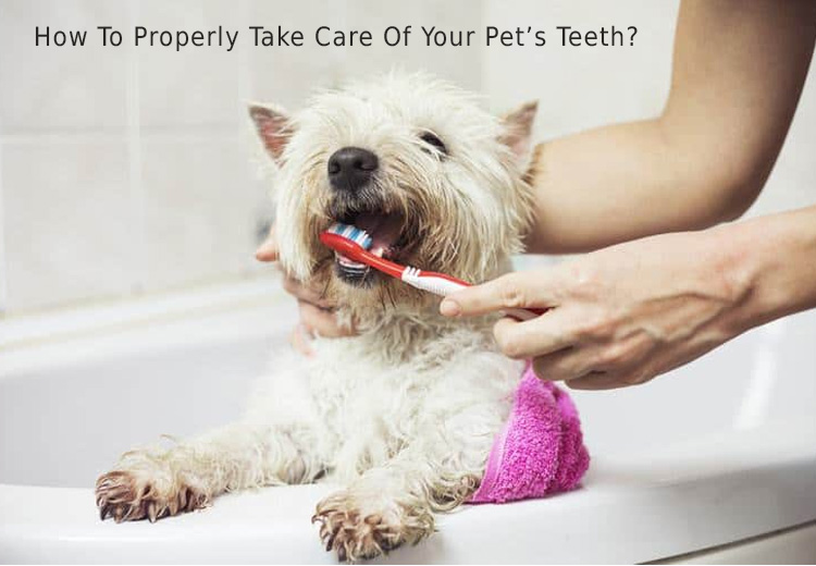 How To Properly Take Care Of Your Pets Teeth?
