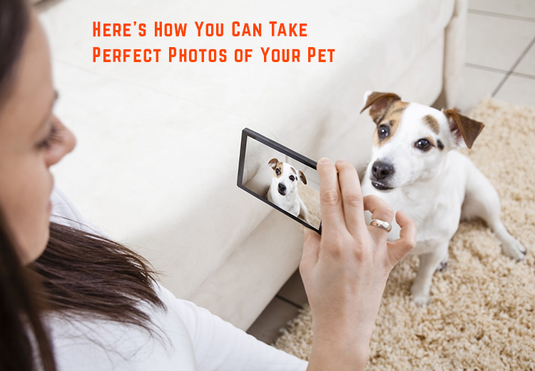 Its National Dog Photography Day 2020 - Here's How You Can Take Perfect Photos of Your Pet