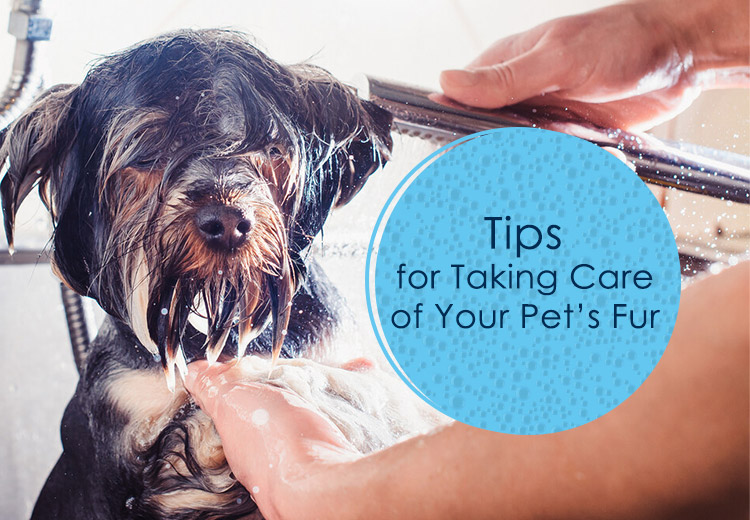 Tips for Taking Care of Your Pets Fur