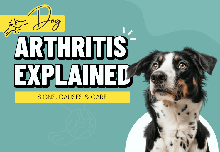 5 Popular Flea and Tick Treatment for Dogs