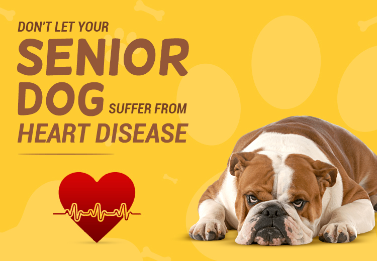 Don't Let Your Senior Dog Suffer From Heart Disease