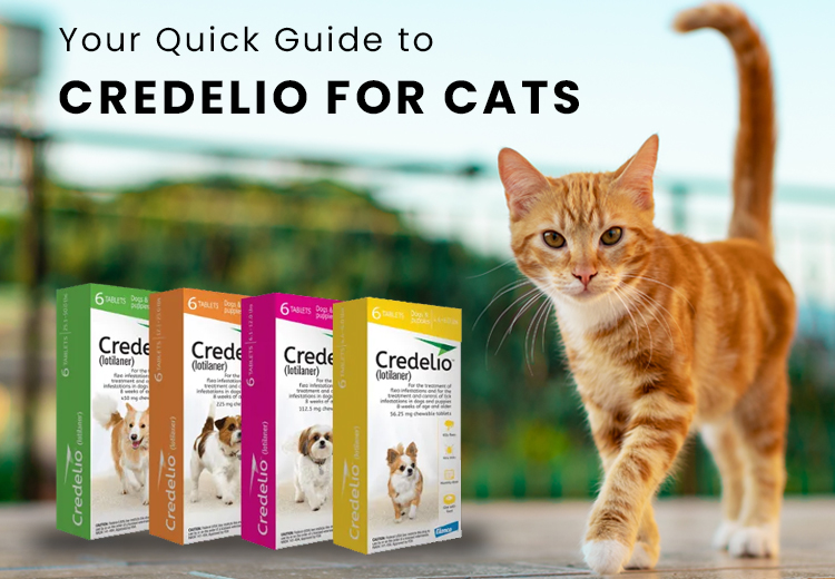 5 Ways to Celebrate Halloween with Your Dog