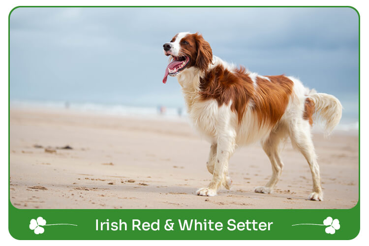 Irish Red and White Setter