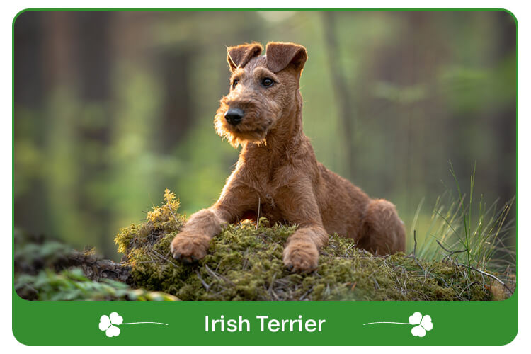 Irish Terrier