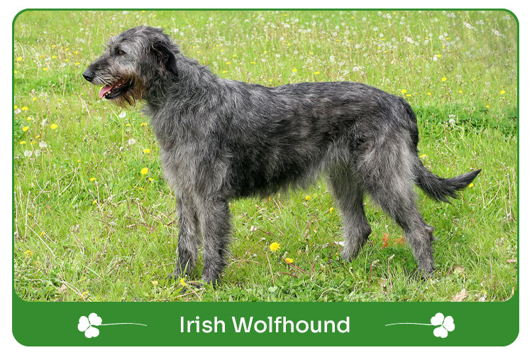 Irish wolfhound