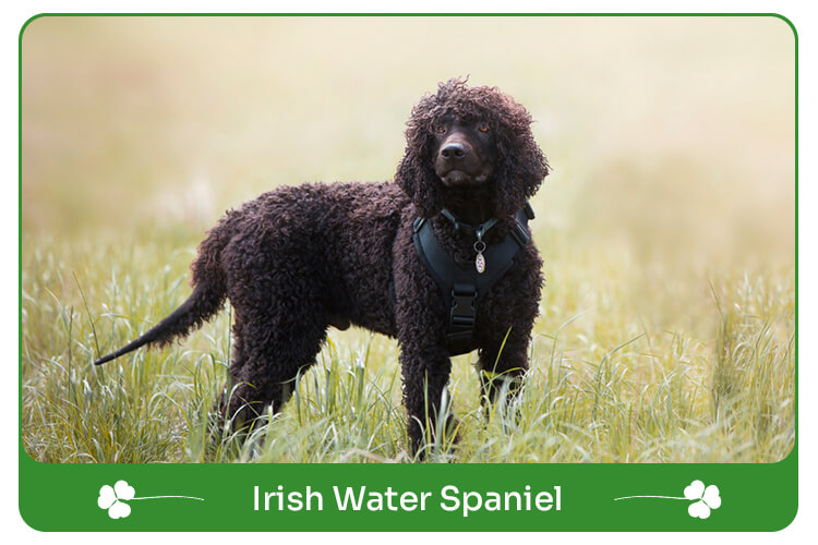 Irish Water Spaniel