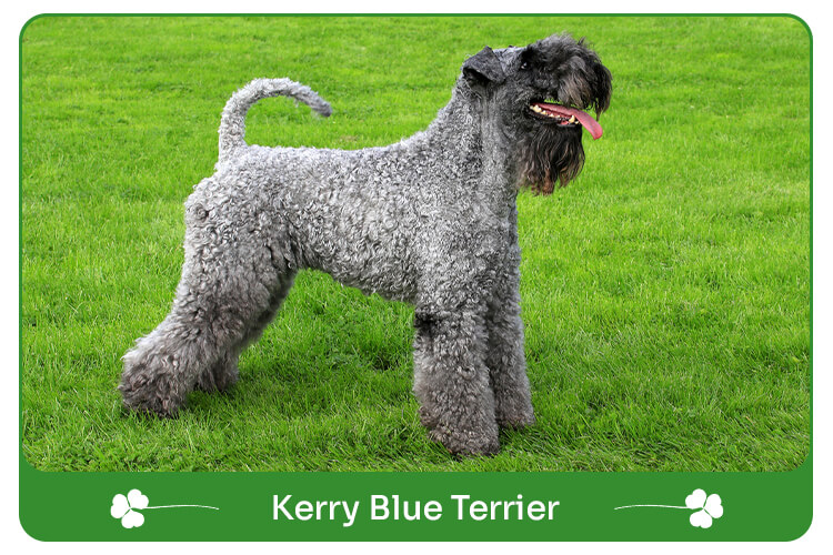 Kerry Blue Terrier