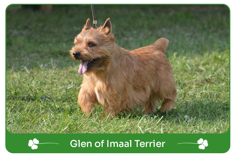 Glen of Imaal Terrier