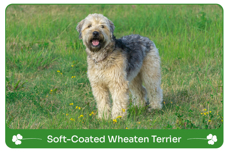 Soft coated wheaten terrier