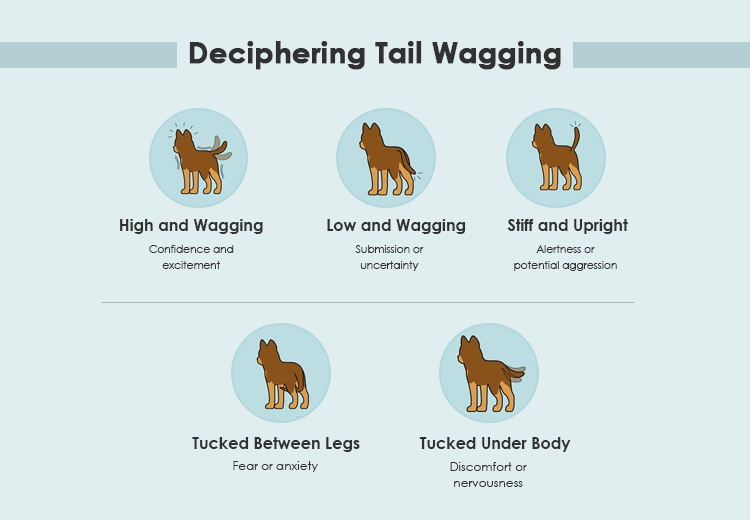 Decoding Dog Body Language: Understanding Your Canine Companion
