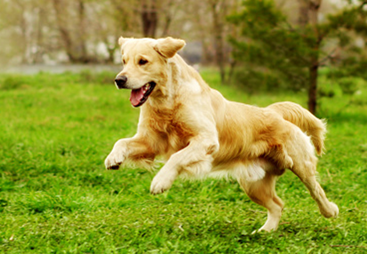 exercise make active to dogs
