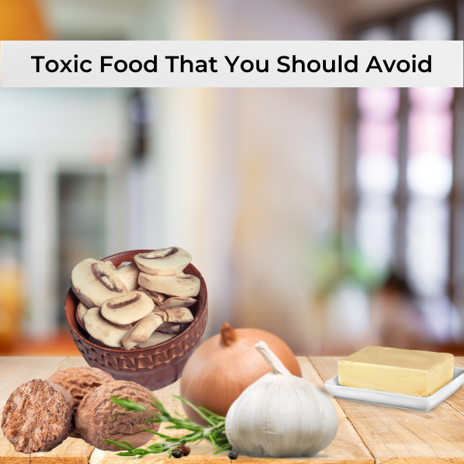 Toxic foods for dogs