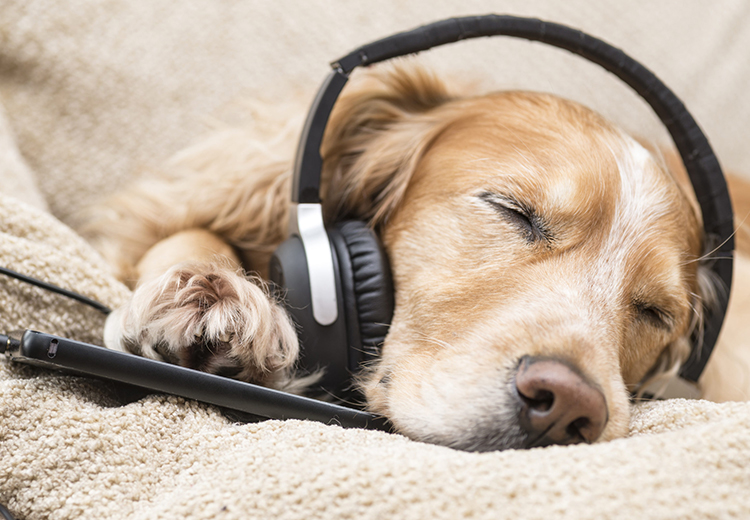 music calm your dogs from hyper