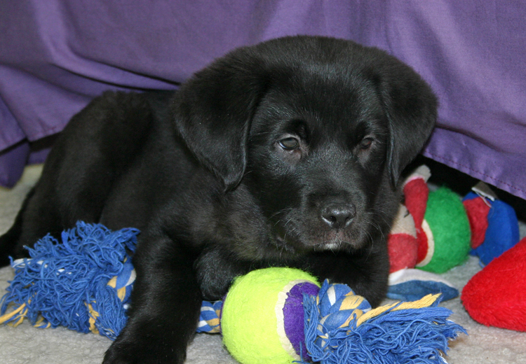 toys destract dogs from anxiety