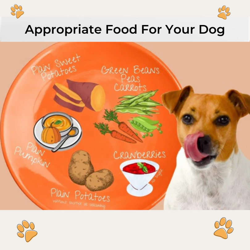 Appropriate foods for dogs
